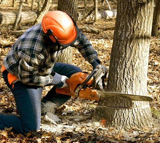 Tree Removal in Davenport, NE